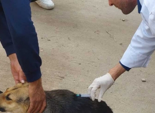 كلب شارد يثير حالة من الذعر بين سكان المنوفية